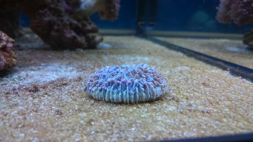 9.JPG (38.32 KiB) Vist 3930 gange Heliofungia (lilla)