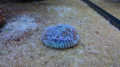 10.JPG (44.96 KiB) Vist 3904 gange Heliofungia (lilla)