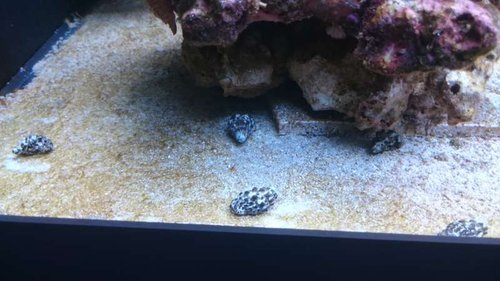 11.JPG (43.85 KiB) Vist 3904 gange Cerith snegle