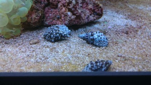 12.JPG (48.04 KiB) Vist 3906 gange Cerith snegle