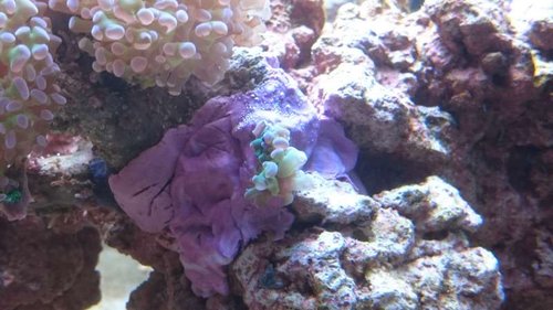 13.JPG (45.06 KiB) Vist 4050 gange Små fragmenter af min Euphyllia paraancora (grøn med lilla spidser)