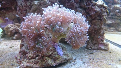 14.JPG (52.17 KiB) Vist 3928 gange Ny Euphyllia paradivisa (lilla)