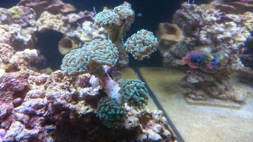 Ny Euphyllia paraancora (grøn)