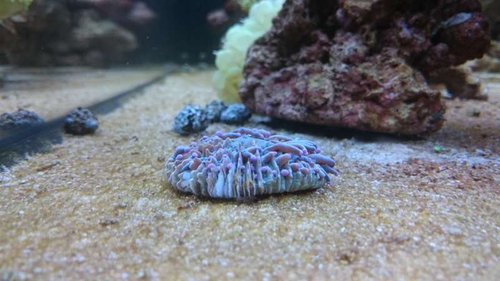 16.JPG (42.21 KiB) Vist 4049 gange Heliofungia (lilla)