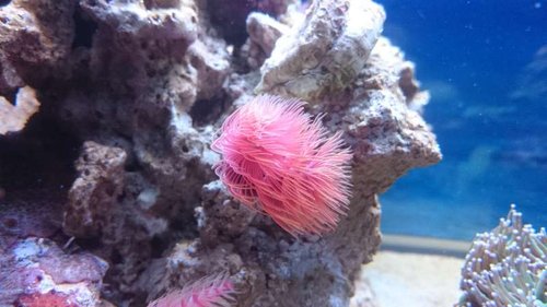 21.JPG (40.91 KiB) Vist 3929 gange Den nye rørorm