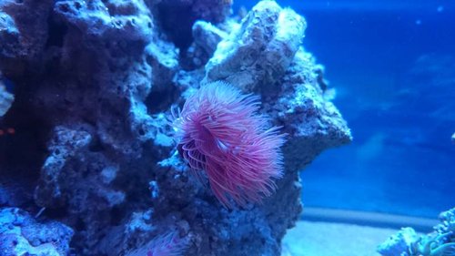 22.JPG (36.51 KiB) Vist 3904 gange Den nye rørorm i aftenbelysning inden at lyset slukkes