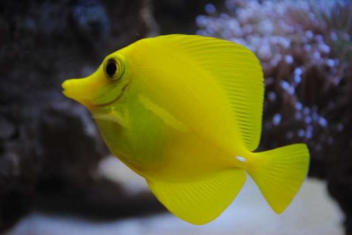 1.JPG (22.39 KiB) Vist 3929 gange Zebrasoma flavescens