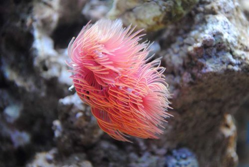 2.JPG (39.56 KiB) Vist 3929 gange Nærbillede af den nye rørorm