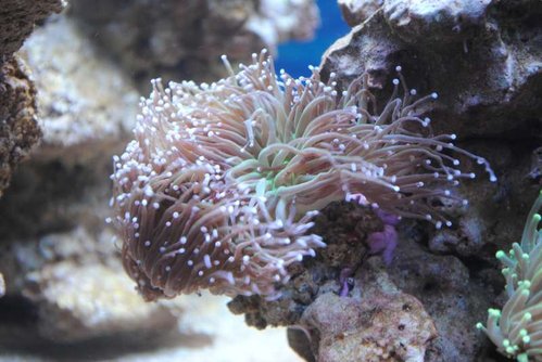 3.JPG (51.49 KiB) Vist 3928 gange Euphyllia glabrescens (green)