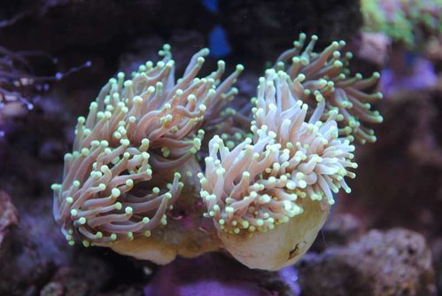 Nærbillede af den nye Euphyllia glabrescens (Torch) (neongul/grøn)
