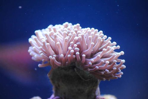 5.JPG (26.85 KiB) Vist 3930 gange Nærbillede af Euphyllia glabrescens (Australia orange)