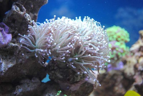 6.JPG (43.15 KiB) Vist 3929 gange Euphyllia glabrescens (Torch)