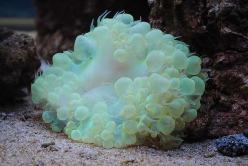 Plerogyra sinuosa (green)