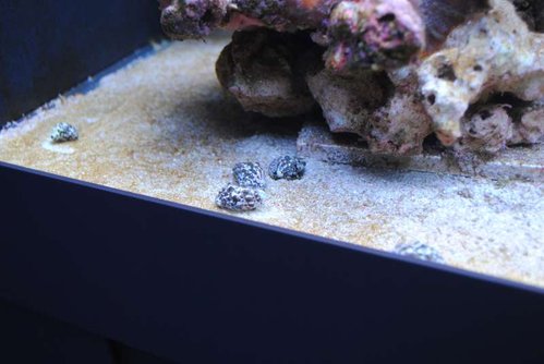 8.JPG (36.98 KiB) Vist 4050 gange Cerith snegle