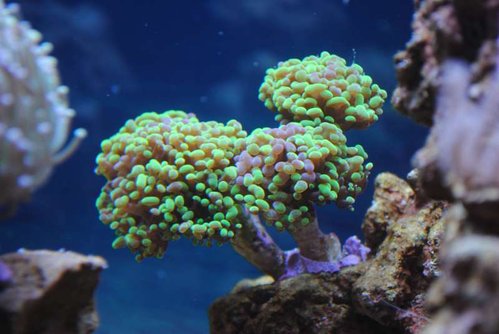 10.JPG (41.07 KiB) Vist 4050 gange Nærbillede af ny Euphyllia paraancora (grøn/lilla)