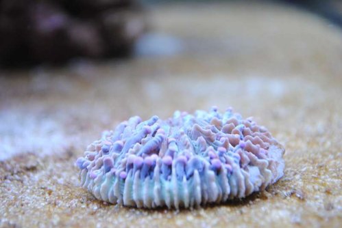 11.JPG (31.38 KiB) Vist 4050 gange Nærbillede af Heliofungia (lilla)