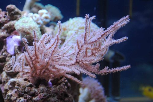 Eunicea succinea