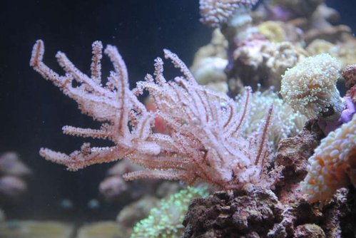 Eunicea succinea