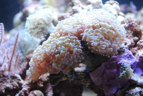 14.JPG (49.53 KiB) Vist 3930 gange Euphyllia paraancora (grøn med lilla spidser)