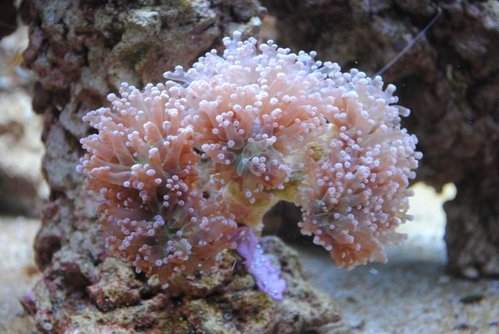 Ny Euphyllia paradivisa (lilla)