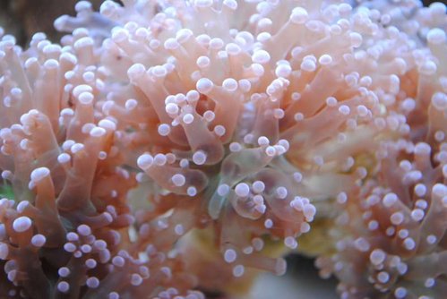 Makrobillede af ny Euphyllia paradivisa (lilla)