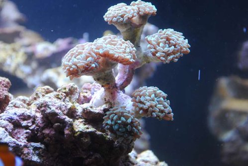 17.JPG (43.52 KiB) Vist 4197 gange Ny Euphyllia paraancora (grøn)