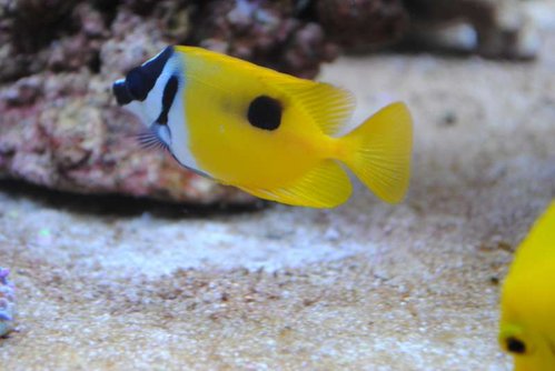 18.JPG (34.85 KiB) Vist 4197 gange Siganus unimaculatus