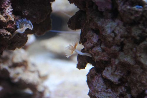 19.JPG (30.65 KiB) Vist 3930 gange Små rørorme