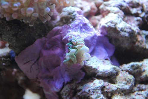 20.JPG (38.59 KiB) Vist 4049 gange Små fragmenter af min Euphyllia paraancora (grøn med lilla spidser)