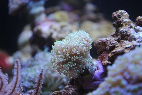 21.JPG (39.12 KiB) Vist 3929 gange Euphyllia divisa (grønne spidser)