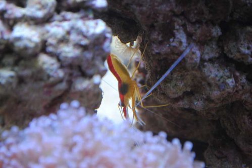 22.JPG (33.19 KiB) Vist 3928 gange Lysmata amboinensis