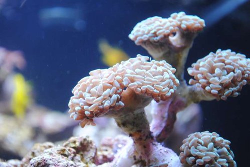 Nærbillede af ny Euphyllia paraancora (grøn)