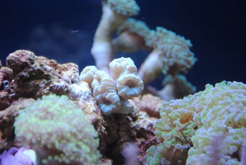 25.JPG (38.81 KiB) Vist 3929 gange Caulastrea