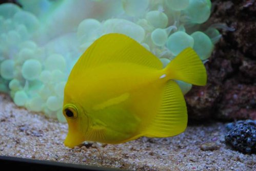 26.JPG (32.59 KiB) Vist 4197 gange Zebrasoma flavescens