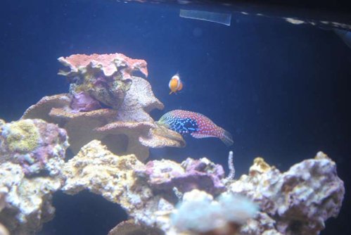 Macropharyngodon bipartitus (female) og Amphiprion ocellaris