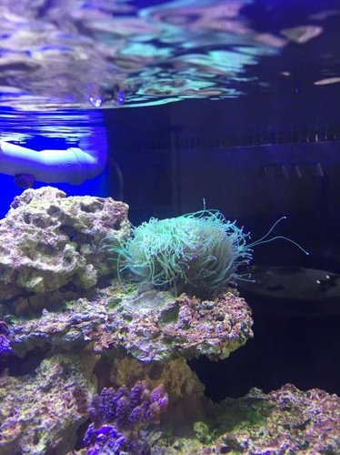 min euphyllia