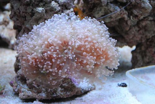 4.JPG (50.32 KiB) Vist 6100 gange 4