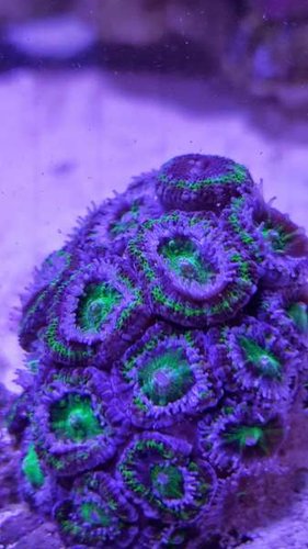 Acan - før