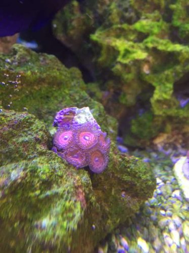 zoa