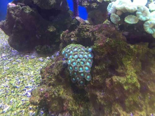 zoa radioactiv