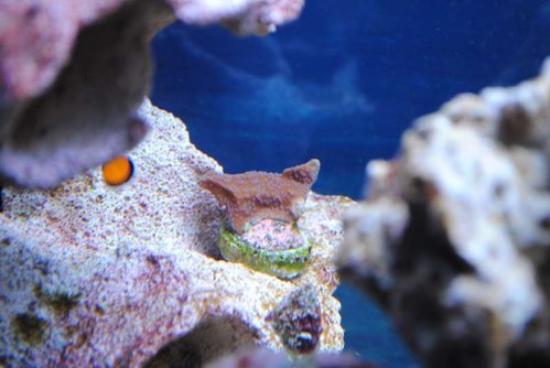 Montipora danae (&quot;reverse pokerstar&quot;)