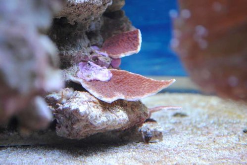 Montipora capricornis (rød)