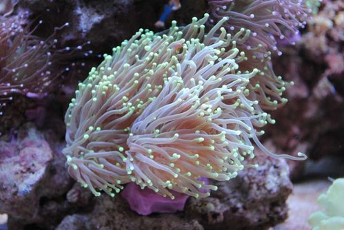 Euphyllia glabrescens (Torch) (neongul/grøn)