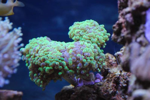 Euphyllia paraancora (grøn/lilla)