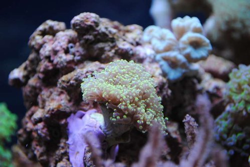 Euphyllia divisa (grønne spidser)