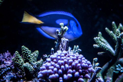 Paracanthurus hepatus