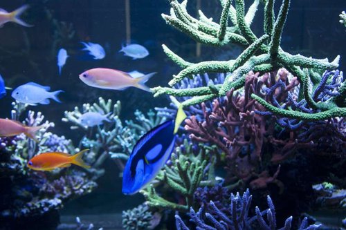 Chromis viridis, Pseudanthias squamipinnis, Pseudanthias dispar og Paracanthurus hepatus