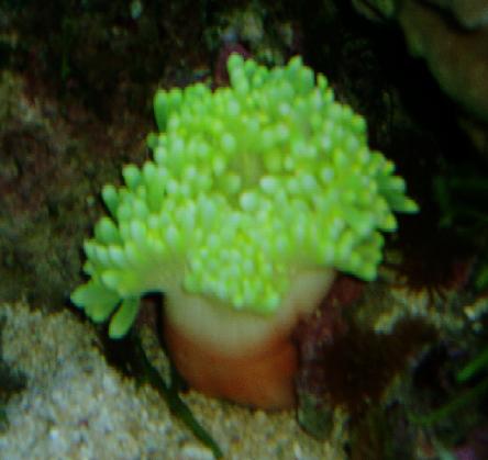 Gul anemone.JPG