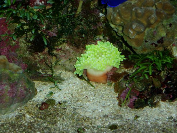 Gul anemone 2.JPG