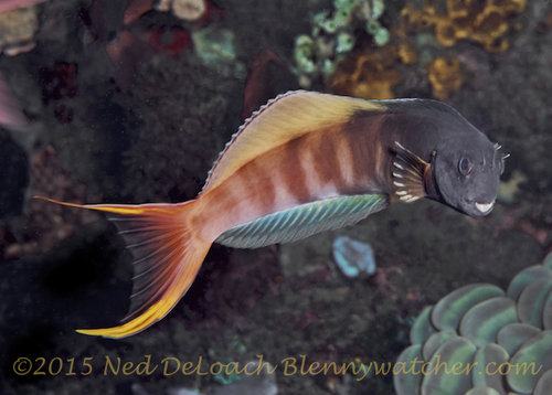 Midas-Blenny-nuptial-male-by-Ned-DeLoach.jpg